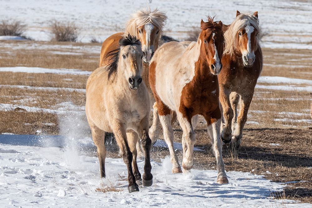USA-Colorado-Westcliffe Music Meadows Ranch Herd of mixed breed horses running in the snow